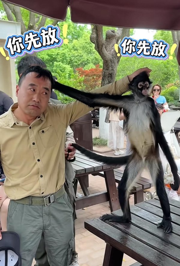 上海蜘蛛猴与饲养员互薅头发走红，性格调皮还会帮游客梳头