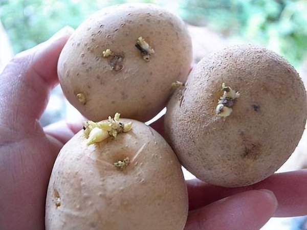 小心：这些食物含有毒素，哪怕煮熟也没有用，几乎家家家户户都有
