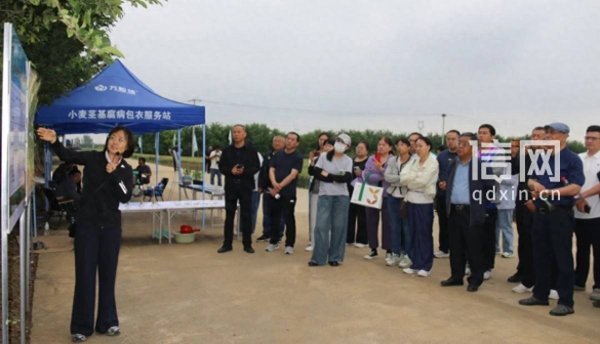 粒挺中国粮 小麦茎基腐病防控新技术观摩会在平度成功举办